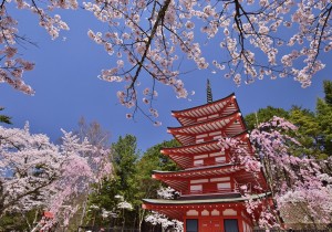 Lễ hội hoa anh đào Hanami (Nhật Bản) có gì thú vị?